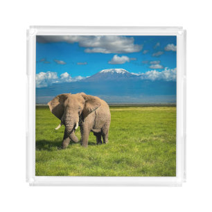 Mountains   Mount Kilimanjaro Tanzania, Africa Acrylic Tray
