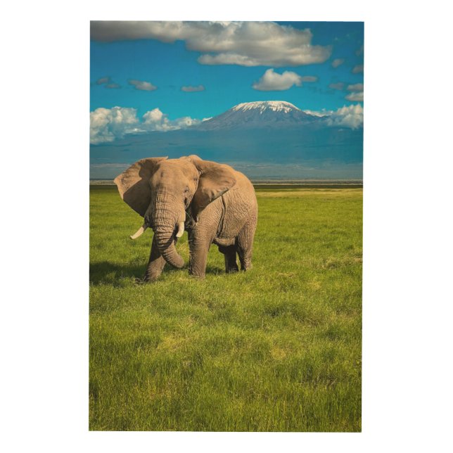 Mountains | Mount Kilimanjaro Tanzania, Africa Wood Wall Art (Front)