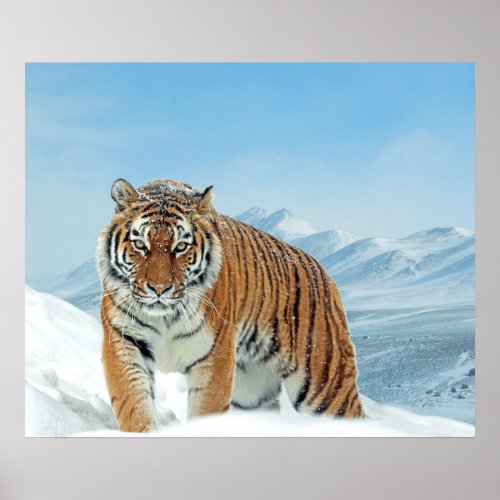 Mountains Tiger Winter Snow Nature Photo Poster
