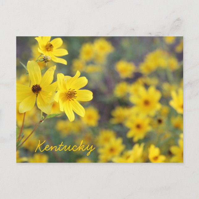 Mountainside Wildflowers by JerseyFawn Postcard (Front)