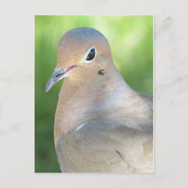 Mouring Dove Postcard (Front)