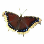 Mourning Cloak butterfly ~ acrylic Statuette<br><div class="desc">One of my favorite butterflies with rich brown wings,  blue dots and tan fringe.</div>