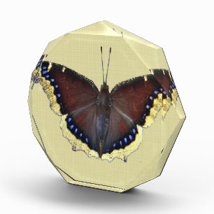 Mourning Cloak Butterfly - Nymphalis antiopa Award