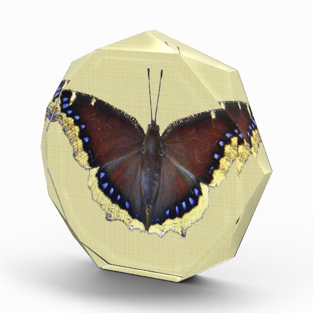 Mourning Cloak Butterfly - Nymphalis antiopa Award (Right)