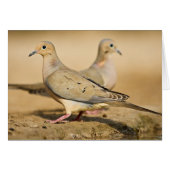 Mourning Dove (Front Horizontal)