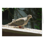 Mourning Dove (Front Horizontal)