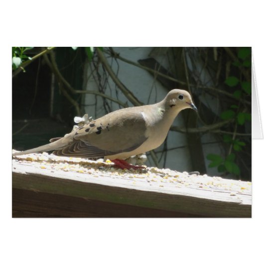 Mourning Dove (Front Horizontal)