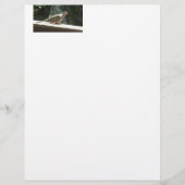 Mourning Dove (Front)