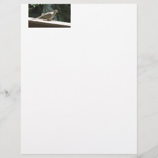 Mourning Dove (Front)