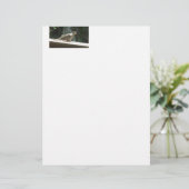 Mourning Dove (Standing Front)