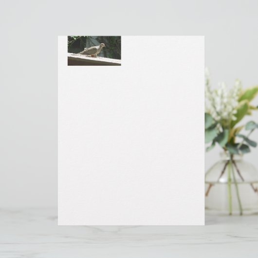 Mourning Dove (Standing Front)