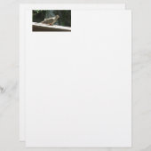 Mourning Dove (Front/Back)