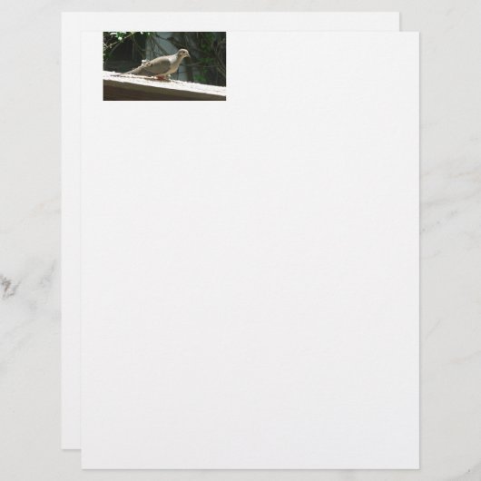 Mourning Dove (Front/Back)