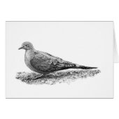 Mourning Dove (Front Horizontal)