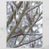 Mourning Dove (Front)