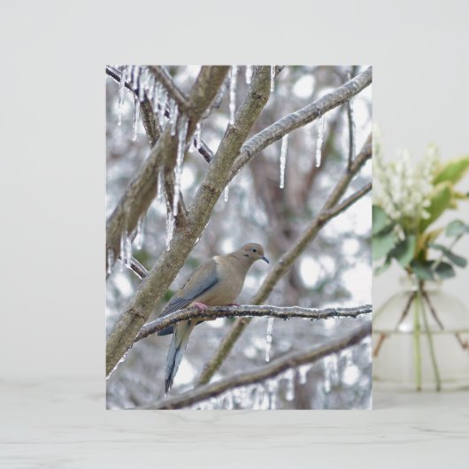 Mourning Dove (Standing Front)