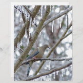 Mourning Dove (Front/Back)