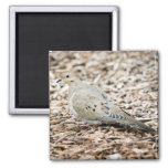 Mourning Dove 1 Magnet at Zazzle