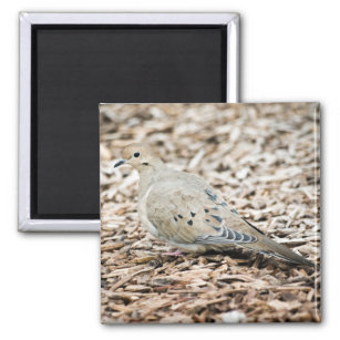 Mourning Dove 1 Magnet