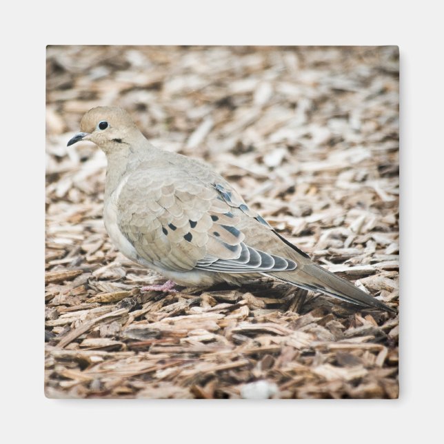 Mourning Dove 1 Magnet (Front)