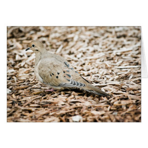 Mourning Dove 3 Card