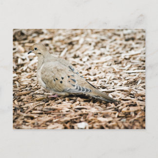 Mourning Dove 3 Postcard