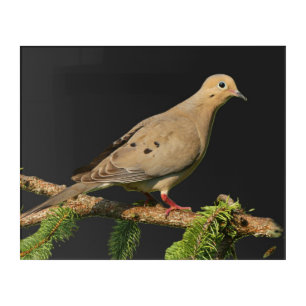 Mourning Dove - acrylic art