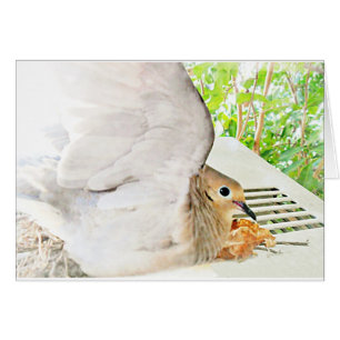 Mourning Dove-Any Occasions_ Cards