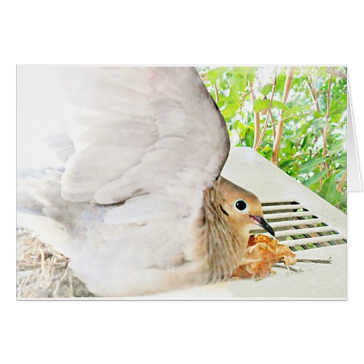 Mourning Dove-Any Occasions_ Cards (Front Horizontal)
