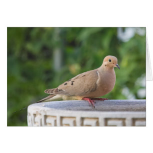 Mourning Dove at Birdbath Cards