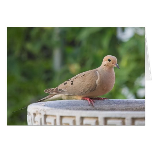 Mourning Dove at Birdbath Cards (Front Horizontal)