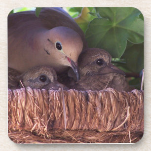 Mourning Dove Baby Birds Wildlife Animals Beverage Coaster