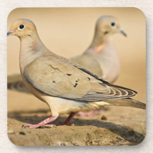 Mourning Dove Beverage Coaster