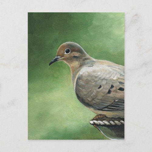 Mourning Dove Bird Art Postcard