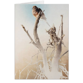 Mourning Dove Blank Card by Andrew Denman