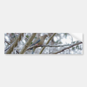 Mourning Dove Bumper Sticker