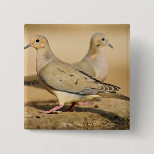 Mourning Dove Button