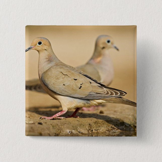 Mourning Dove Button (Front)