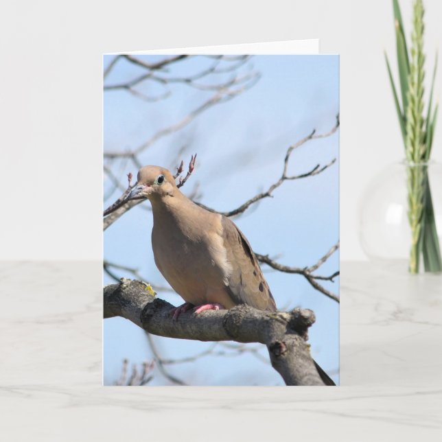 Mourning Dove Card (Front)