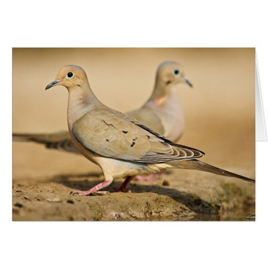 Mourning Dove Cards (Front Horizontal)