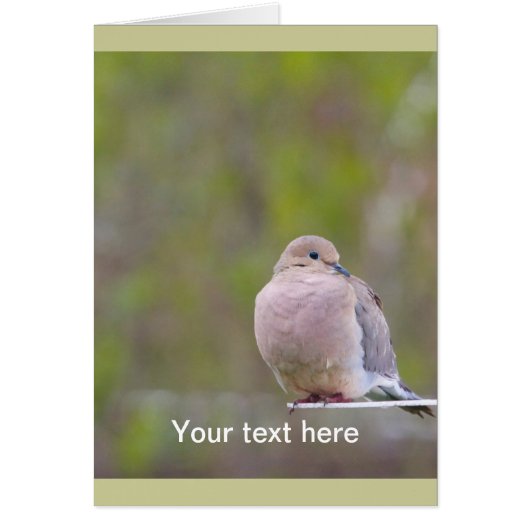 Mourning Dove Cards (Front)