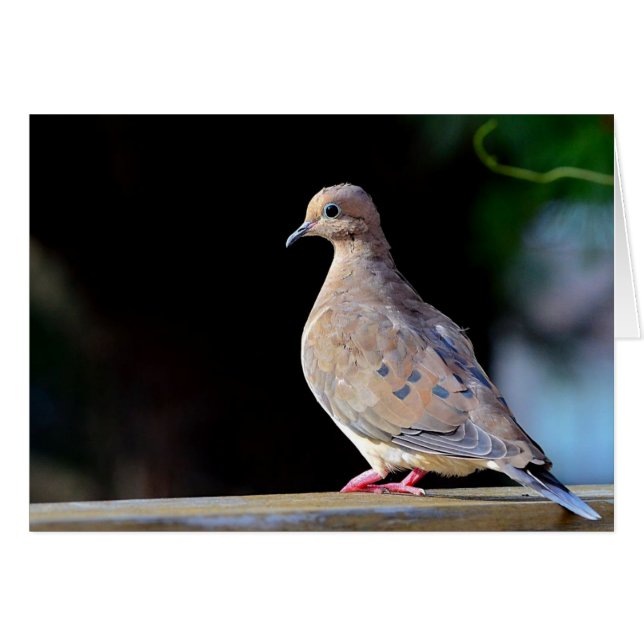 Mourning Dove Cards (Front Horizontal)