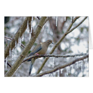 Mourning Dove Cards
