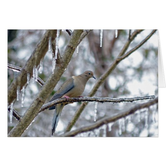 Mourning Dove Cards (Front Horizontal)