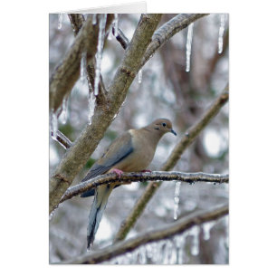 Mourning Dove Cards