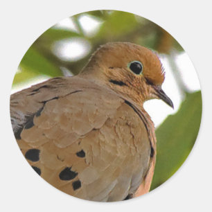 Mourning Dove Classic Round Sticker