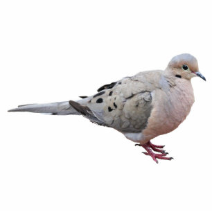 Mourning Dove Cutout