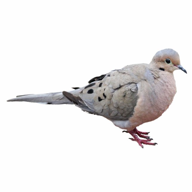 Mourning Dove Cutout (Front)