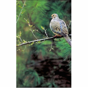 Mourning dove cutout