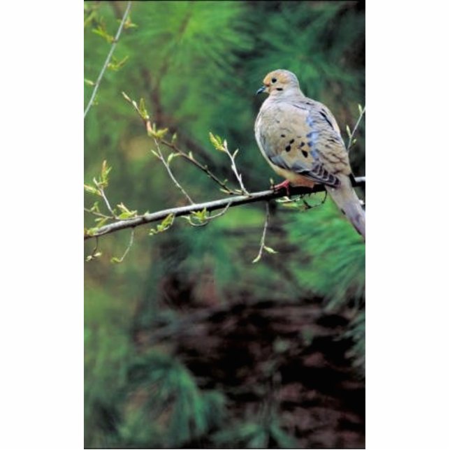 Mourning dove cutout (Front)